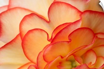 Macro view of Begonia Petals Girdwood Southcentral Alaska Summer