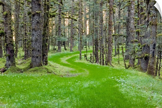 Overgrown old road through spruce forest covered in moss Kodiak Island Southwest Alaska