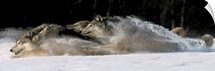 Pack of Grey Wolves Running Through Deep Snow