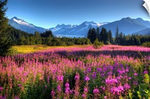 Wildflowers at Mendenhall