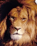Botswana King