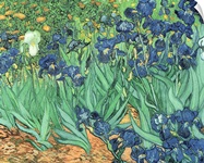 Irises, 1889 (oil on canvas)