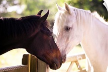 Dark bay and gray horse sniffing each other.
