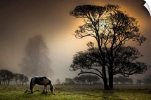 Grazing horse in partially wooded field.
