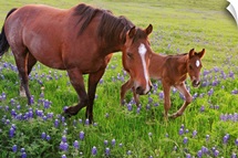 Horse on bluebonnet trail near Ennis, TX.