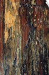 Petrified wood