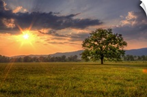 Sunset behind lone tree in field, Great Smoky Mountains National Park.
