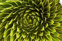 The rosette of a Lobelia deckenii found on Mount Kilimanjaro