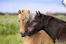 Two horses nuzzling