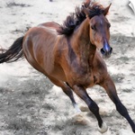 Warmblood horse galloping.