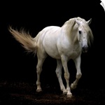 White Lusitano horse walking, swishing his tail.