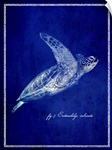 Marine Collection II - Sea Turtle