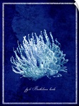 Marine Collection III - Coral