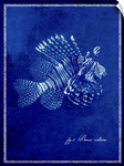 Marine Collection IV - Lionfish