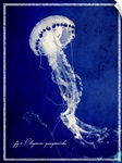 Marine Collection V