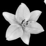 Asiatic Lily