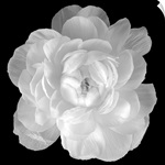 Ranunculus