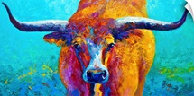 Wide Spread Texas Longhorn