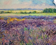 Provence Lavender