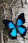 Blue Butterfly on Birch