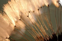 Dandelion Seed Puffs at Sunset