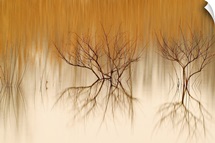 Naked Reflections