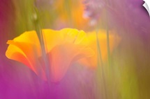 Orange Poppies amidst Lavendar