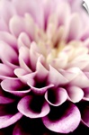 Purple Dahlia Detail
