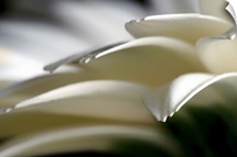 Silver Tipped Gerbera Petals