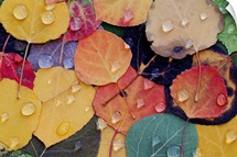 Varitable Bounty of Fall Leaves After Rain