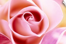Rose (Rosa sp) close up of pink flower in a bouquet, North America and Europe