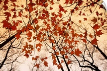 A skyward view of the bare branches and autumn leaves, Russell-Brasstown scenic highway, Chattahoochee National Forest, Georgia