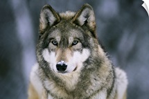Gray wolf at the International Wolf Center, Ely, Minnesota