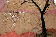 Silhouette of a tree