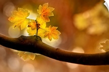 In Autumn