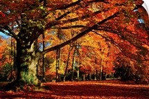 The Tree