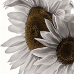 White Softness