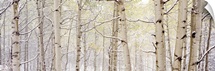 Autumn Aspens With Snow CO