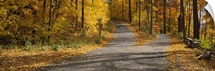 Autumn leaves on the road, Connecticut