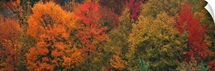 Autumn Trees CT