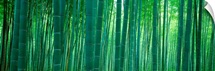Bamboo Forest, Sagano, Kyoto, Japan