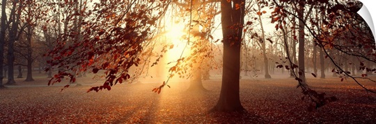 Beech Trees Uppland Sweden 