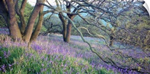 Bluebells N Yorkshire England