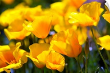 Desert Poppy Flowers In Bloom