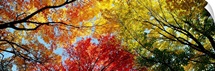 Fall Foliage