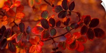 Fall Leaves CO