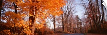 Maple tree in autumn, Litchfield Hills, Connecticut