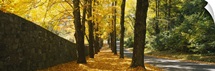 Path covered with leaves, Connecticut, New England