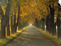 Road w/Autumn Trees Sweden