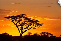 Silhouette of trees in a field, Ngorongoro Conservation Area, Arusha Region, Tanzania